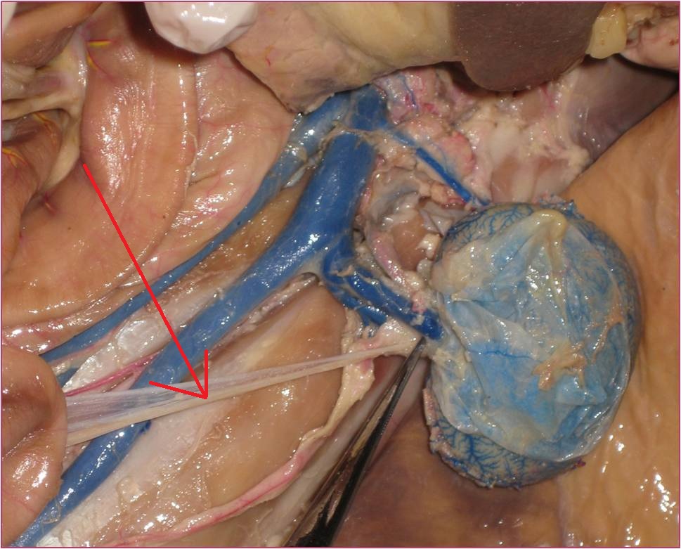 AHS 202L - Lab 8 Urogenital - ProProfs Quiz